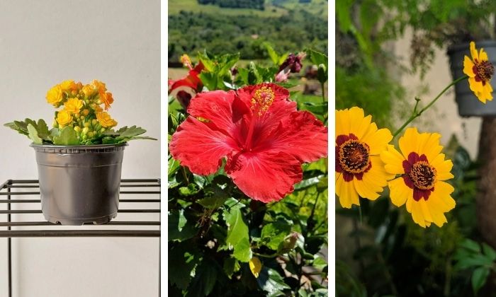 flores para verão: kalanchoe, hibisco e margarida