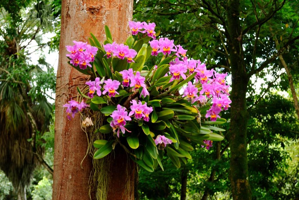 Orquídeas Epífitas - Blog da Plantei