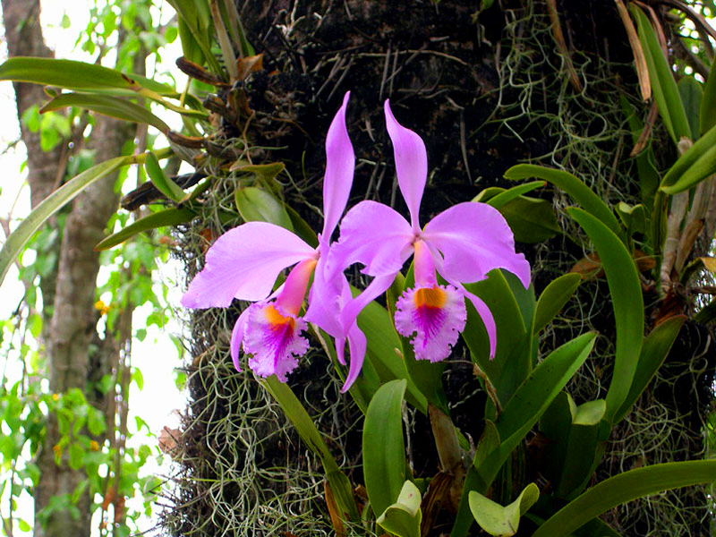 Informações sobre orquídeas para iniciantes | Blog Plantei