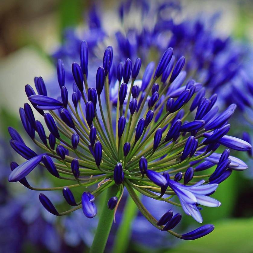 Agapanthus: veja cuidar e cultivar essa flor | Blog Plantei