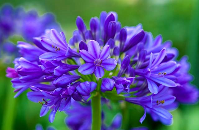 Agapanthus: veja cuidar e cultivar essa flor | Blog Plantei