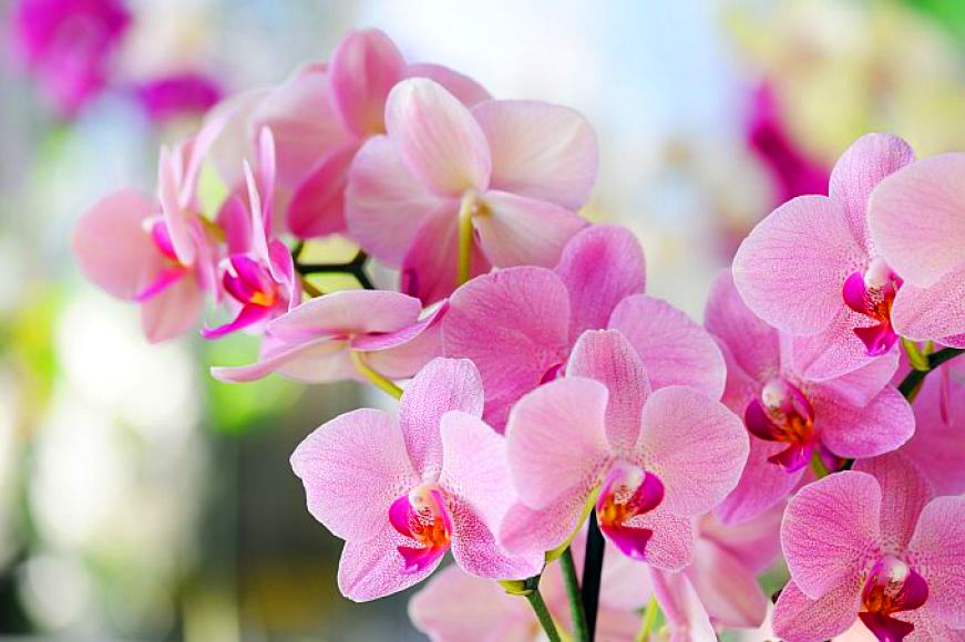 regar orquídeas