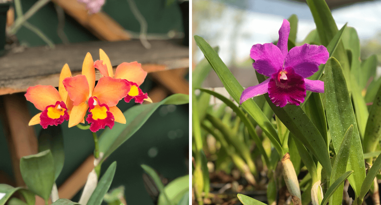 5 segredos para regar suas orquídeas | Blog Plantei