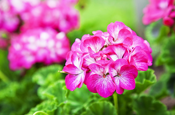 flores para plantar no verão