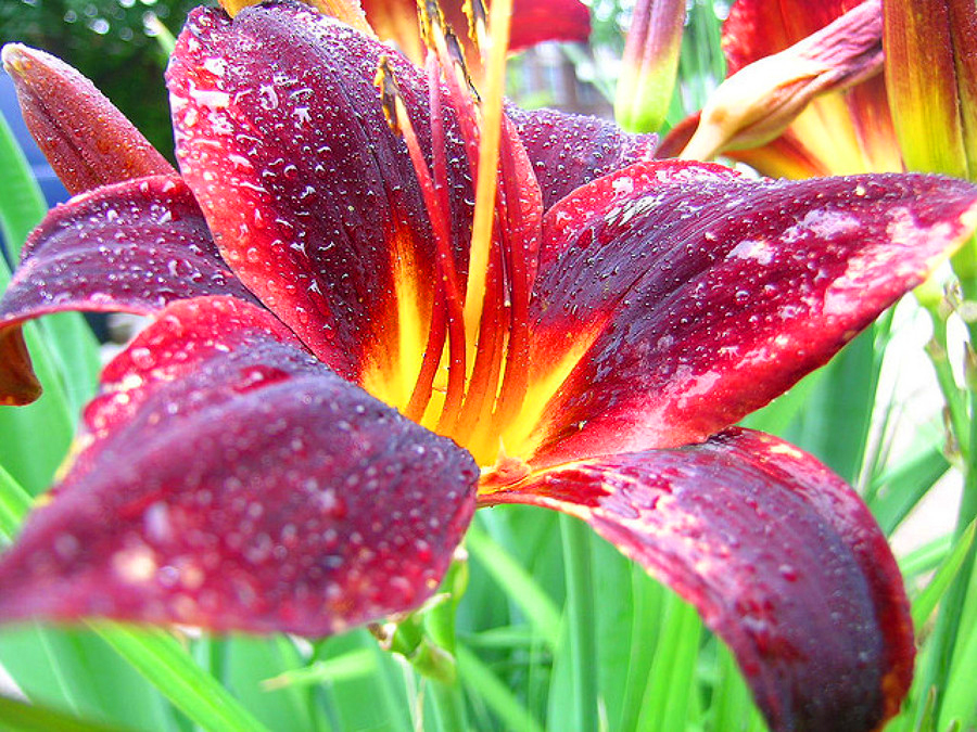 flores para plantar no verão