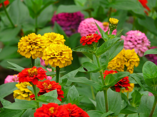 flores para plantar no verão