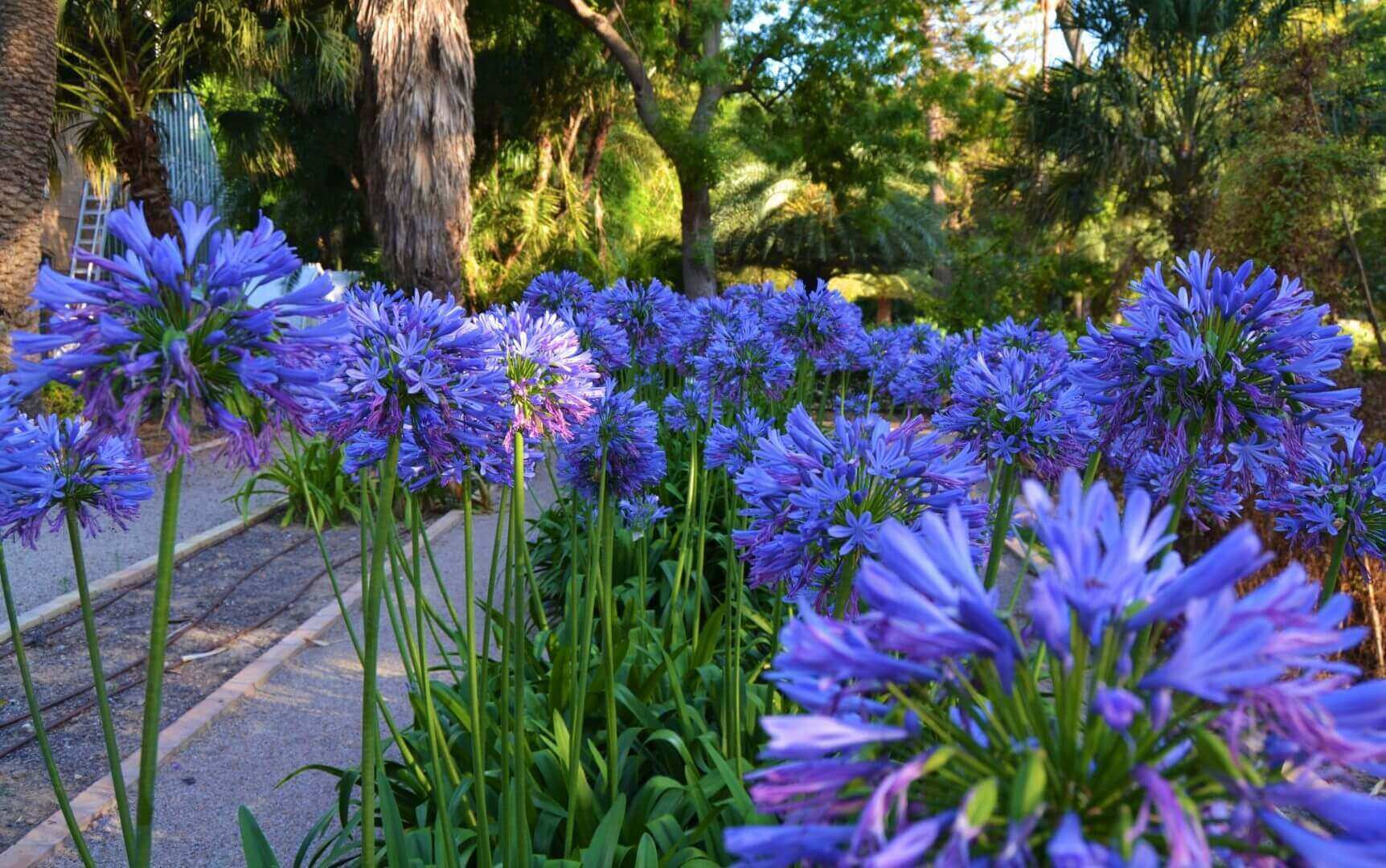 Details 100 flor agapanthus azul