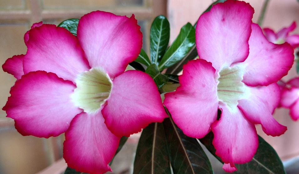 8 segredos no cultivo de rosas do deserto - Blog da Plantei