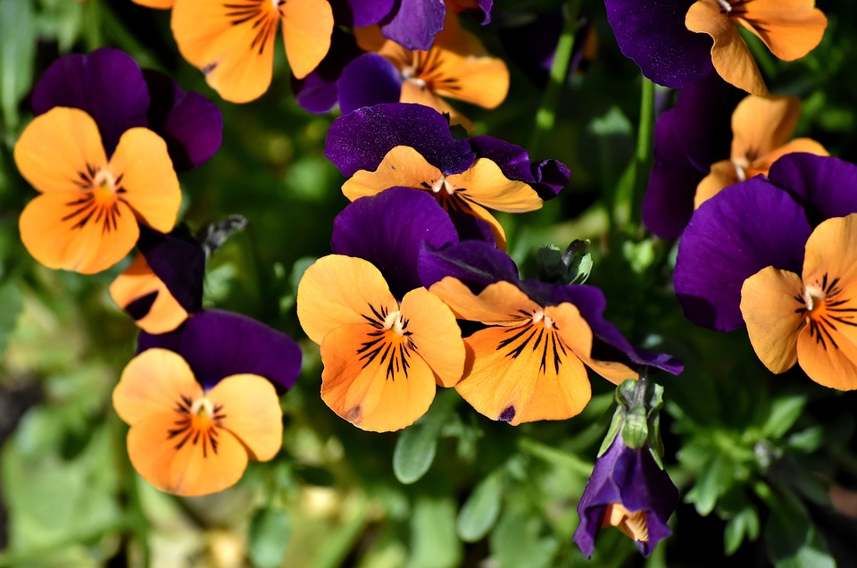 Amor-perfeito (Viola tricolor)