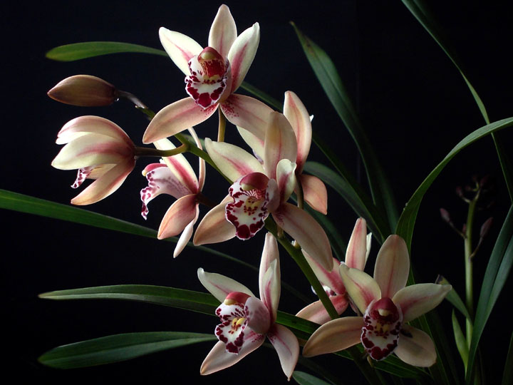 Orquídeas no inverno: veja os cuidados - Blog da Plantei