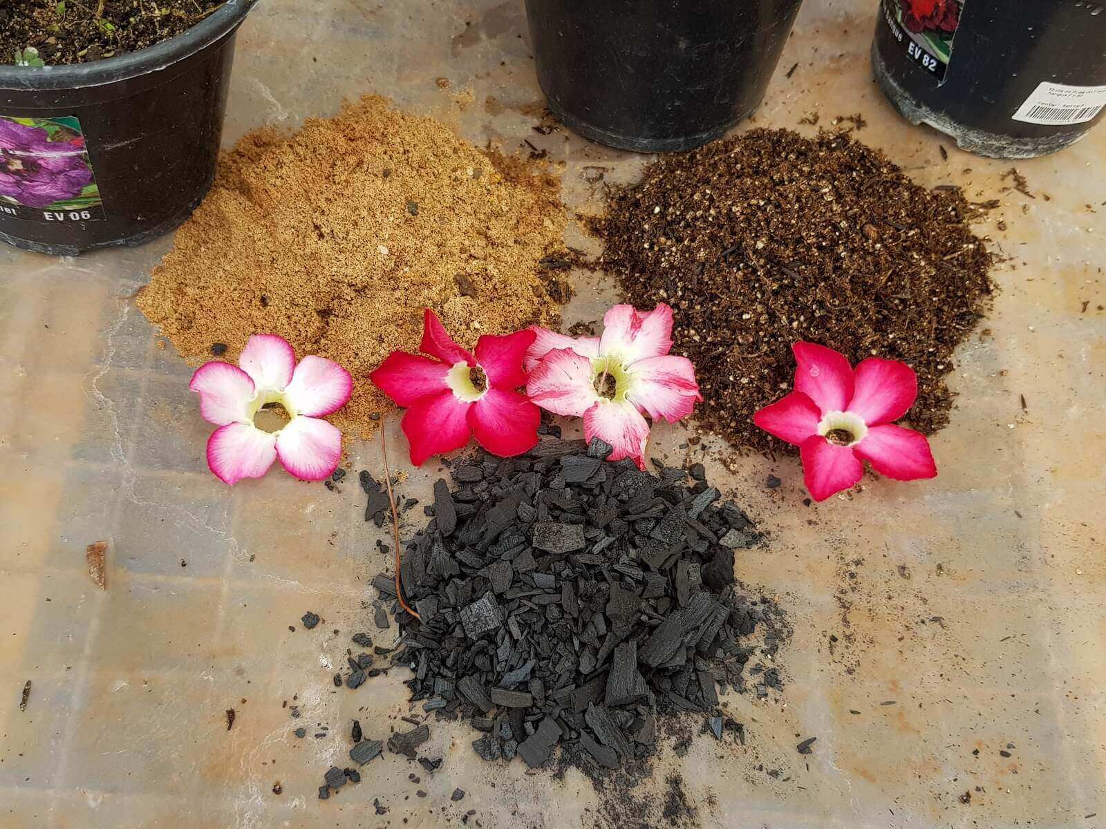 Como preparar substrato para rosas do deserto? Veja 3 receitas