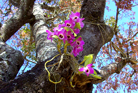 Como plantar orquídeas em árvores – jardinando com amor