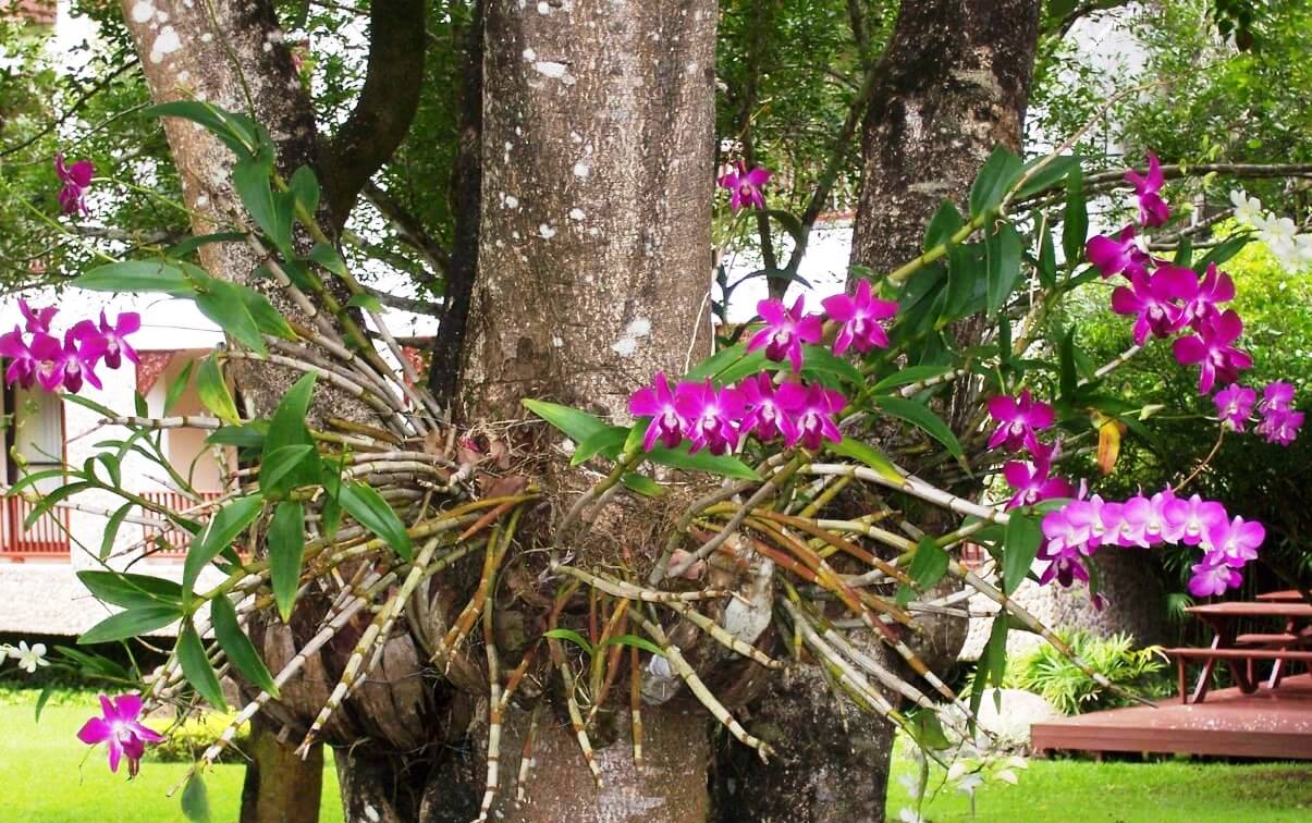 Orquídeas plantadas no tronco - Blog da Plantei