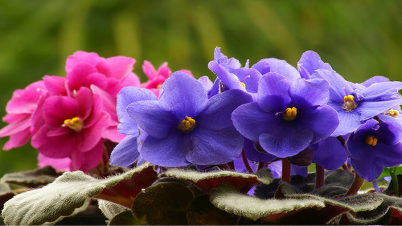 como_cultivar_violetas_1 | Blog da Plantei