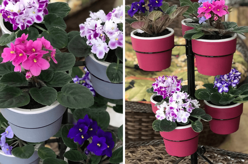violetas em suportes de flores