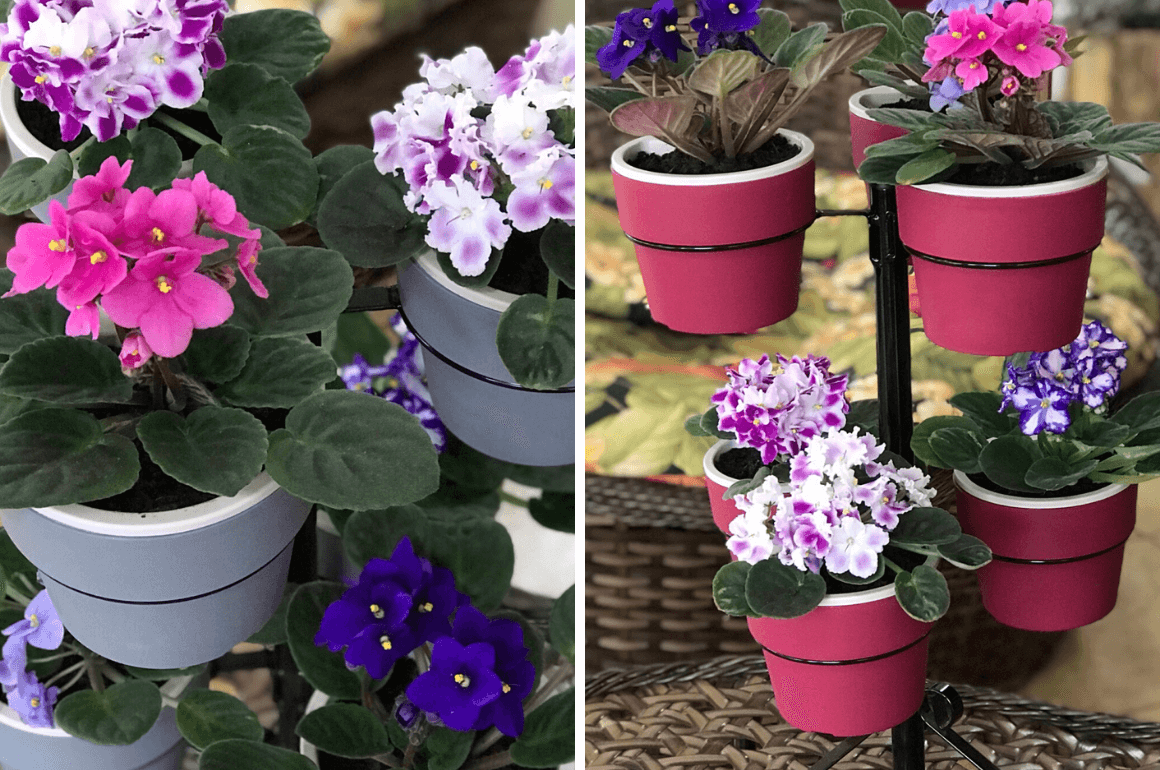violetas - plantas que não precisam de sol frequente