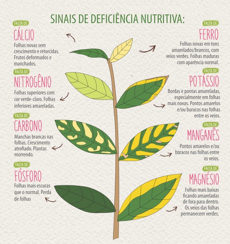 sinais de deficiência nutritiva nas folhas das plantas - solo para cultivar hortaliças