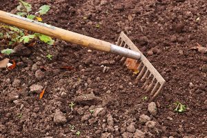 Terra sendo preparada para o cultivo  por meio de um ancinho 