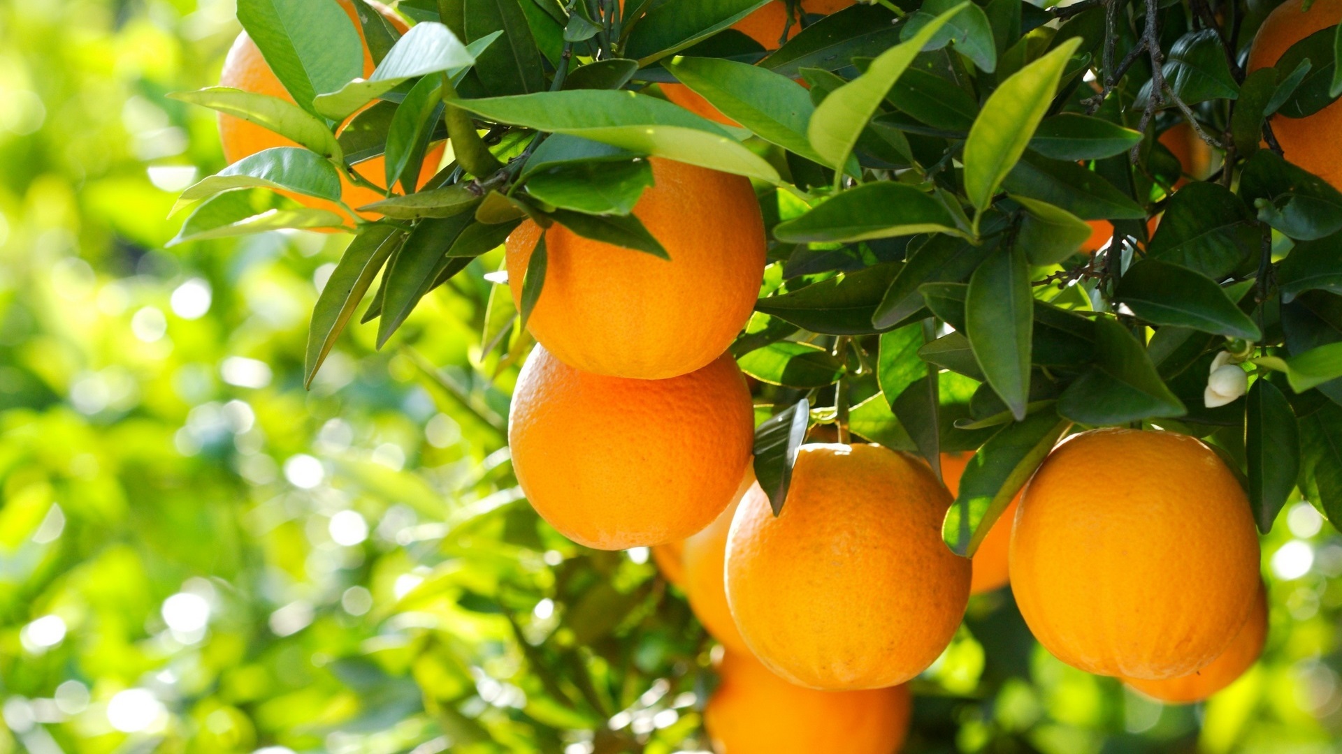 qual a melhor época para plantar árvores frutíferas