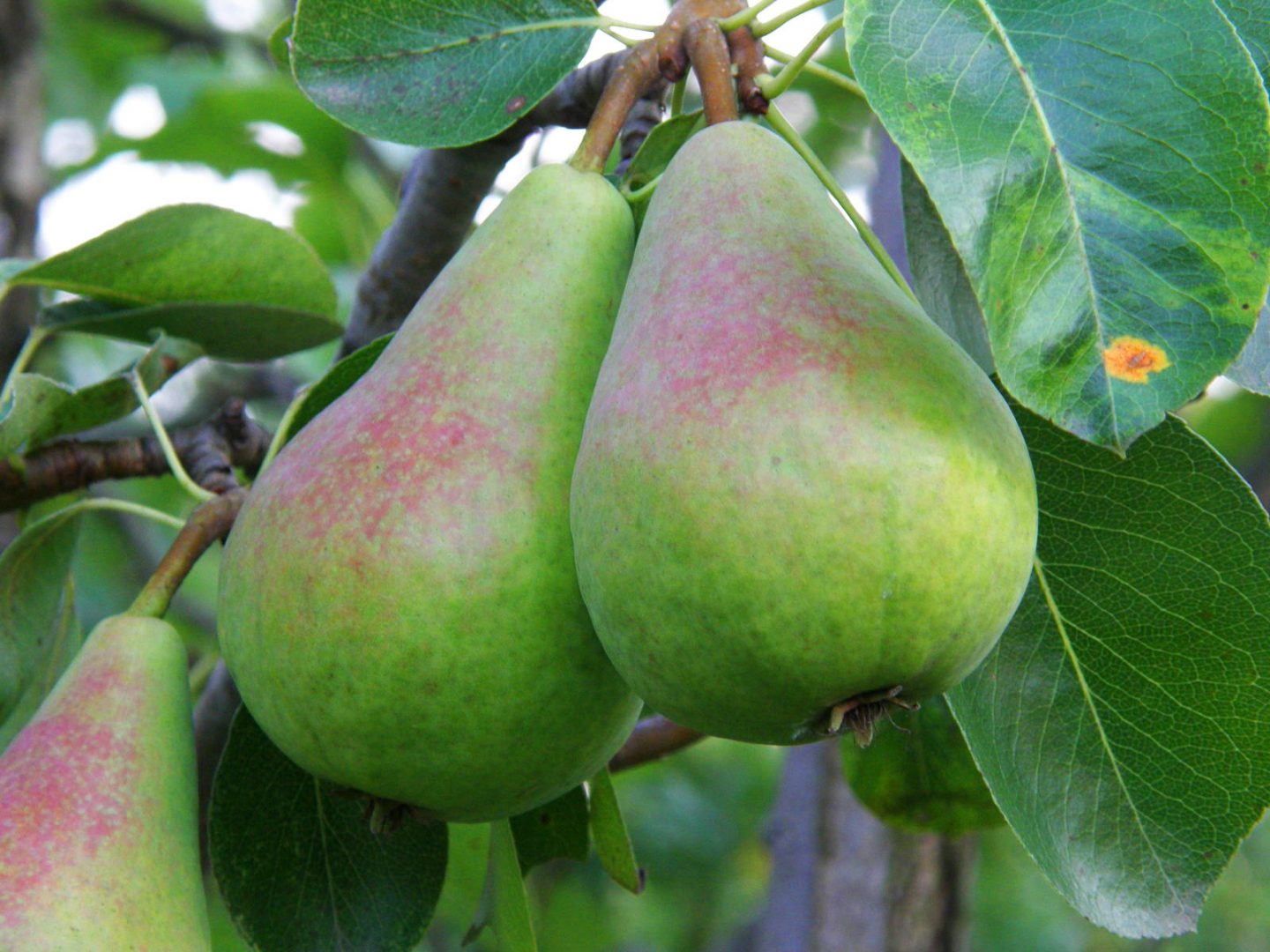 qual a melhor época para plantar árvores frutíferas