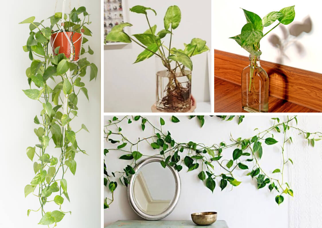 Planta jiboia: como cuidar, decorar e fazer mudas - Blog da Plantei