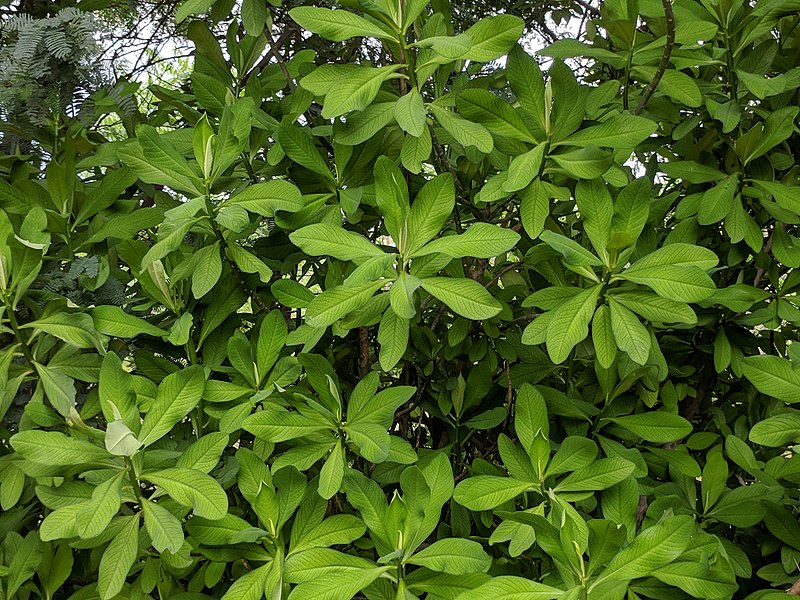 planta janaúba