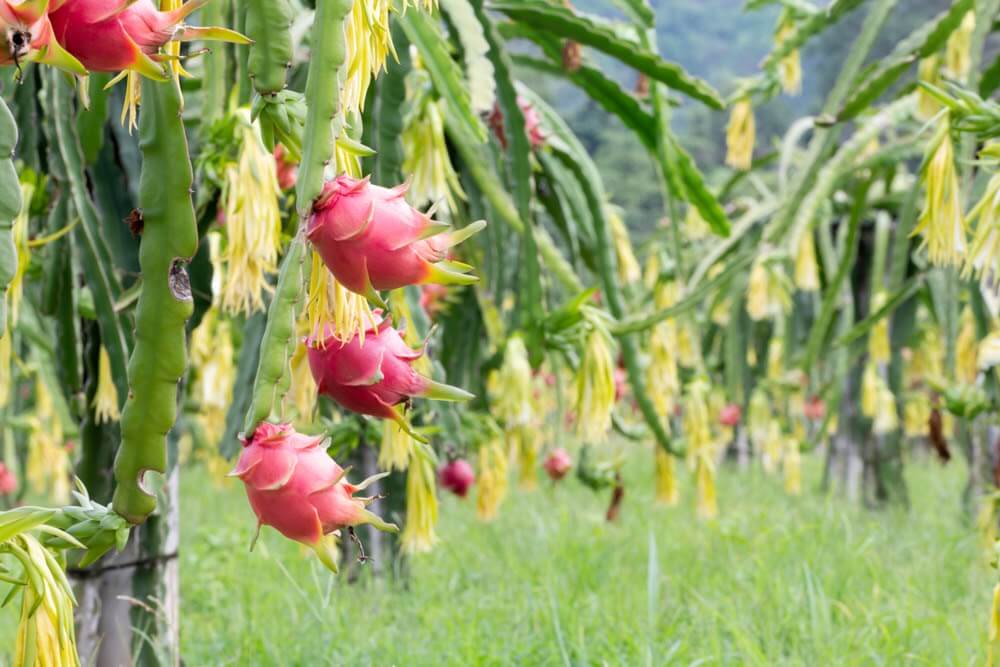 como plantar pitaya