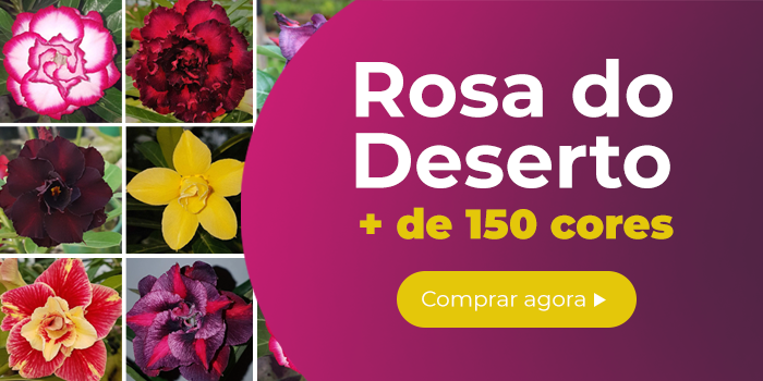 Rosas do deserto: mais de 150 cores para aumentar sua coleção! Compre agora no site da Plantei Garden Center e receba em casa.