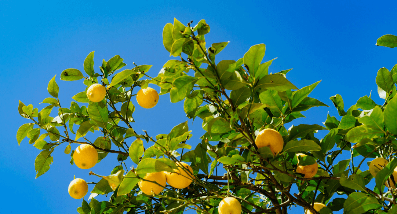 Como plantar limão: no solo e em vaso - Blog da Plantei