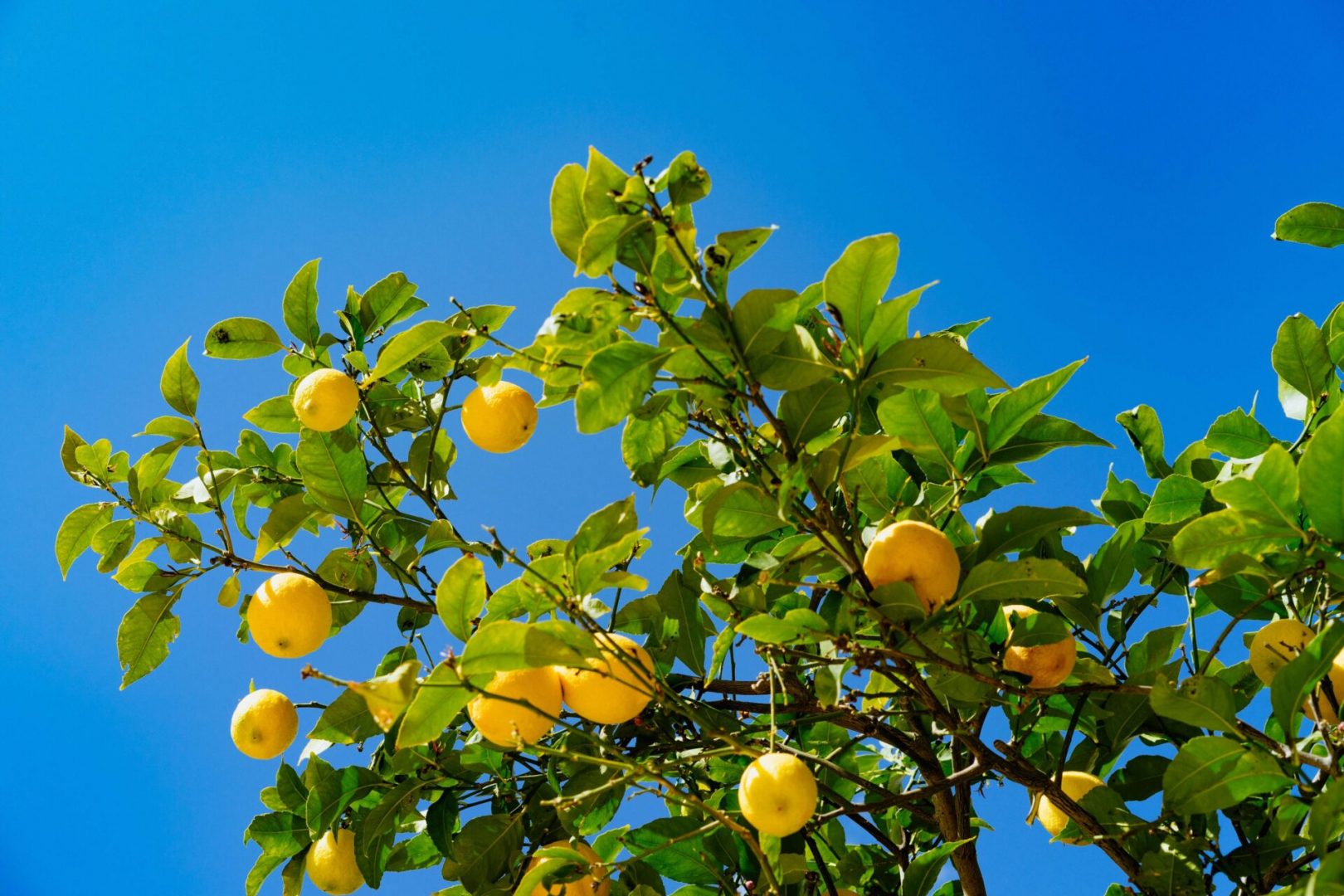como plantar limão
