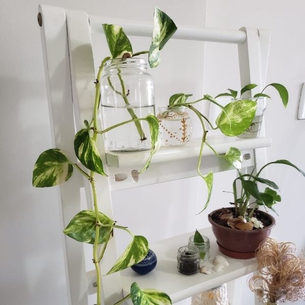A imagem mostra uma escada branca com plantas cultivadas em recipientes com água e outros objetos decorativos.