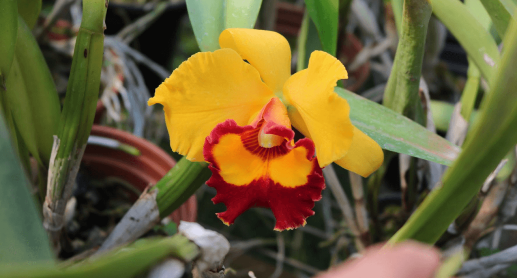 Cattleyas: tipos e como cuidar deste gênero de orquídea - Blog da Plantei
