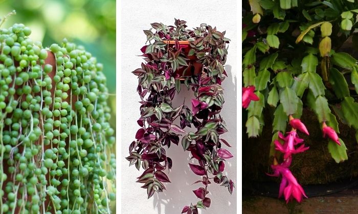 plantas pendentes: cordão de pérolas, lambari roxo e flor de maio