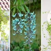Como cultivar a flor-de-cera - Blog da Plantei