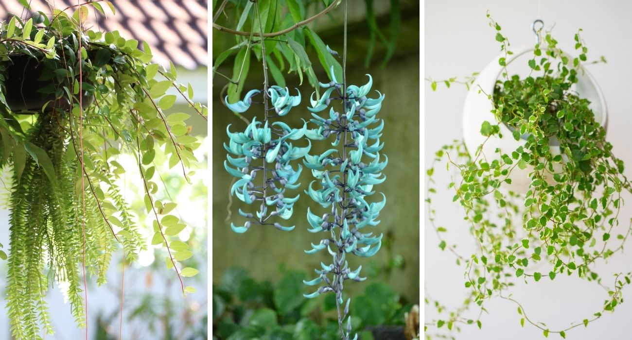 Plantas pendentes: 15 opções e como cuidar - Blog da Plantei