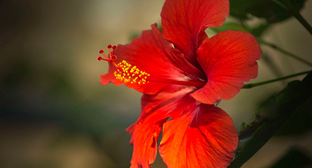 É Realizações  Hibiscos Vermelhos e Tilápias Vivas