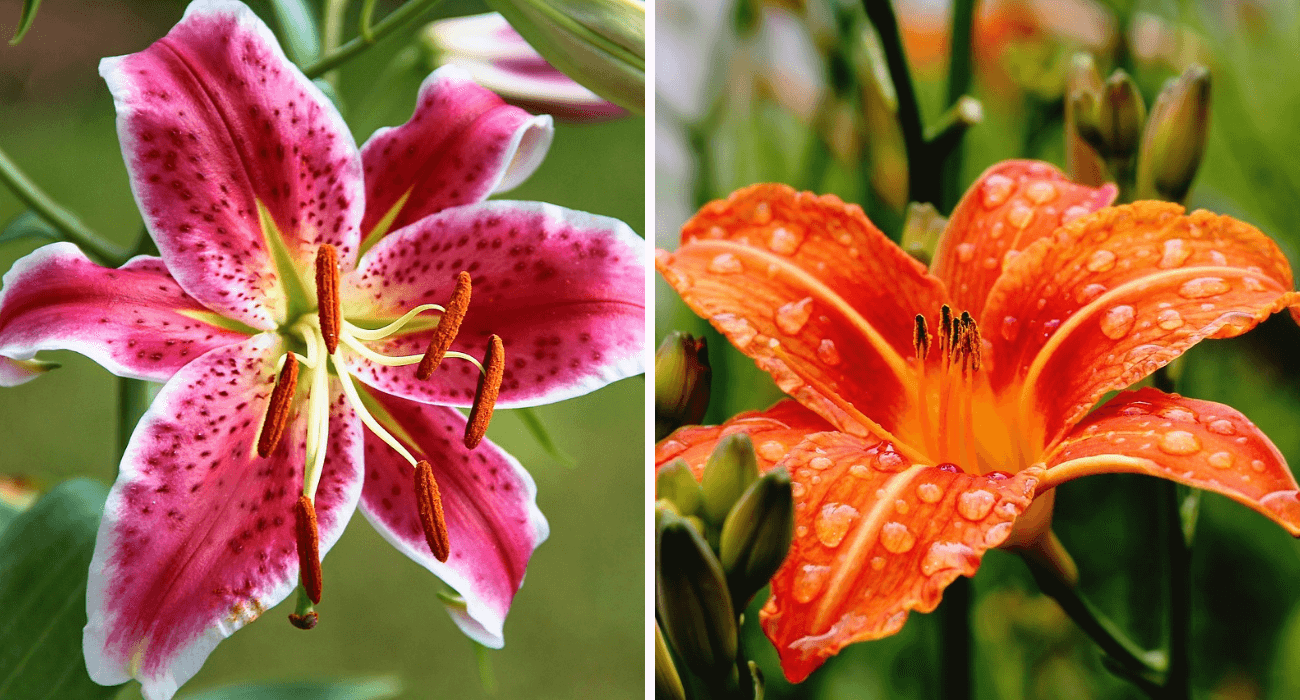 7 flores para plantar na primavera - Blog da Plantei