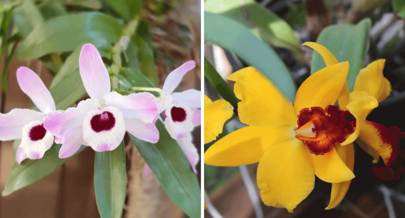 orquideas - dendobrium e cattleya