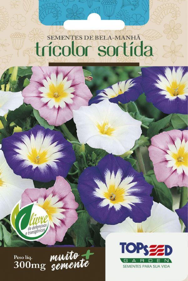 sementes de bela manhã