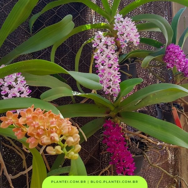 3 cuidados com as orquídeas na chegada da primavera