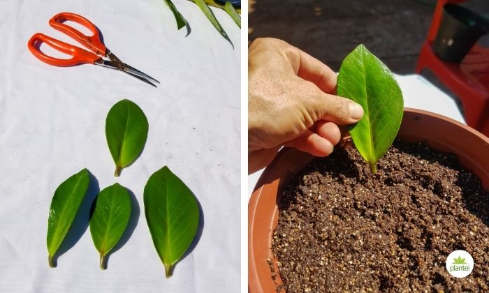 folhas de zamioculca sendo colocadas no substrato de plantio para fazer mudas