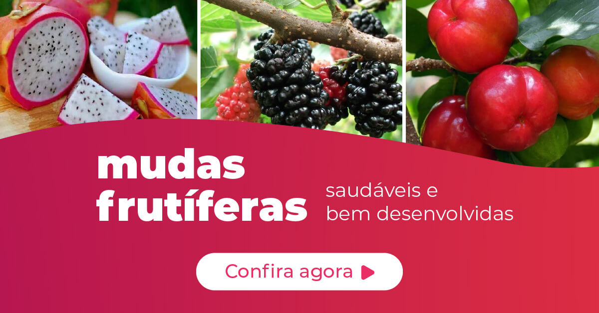 mudas frutíferas: comprar online