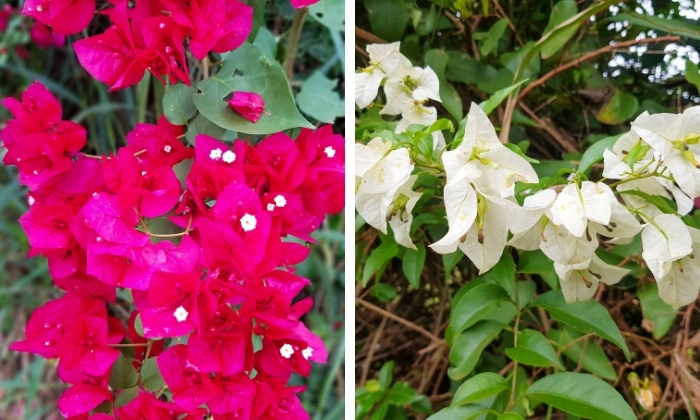 Primavera Bougainvillea: folha pink e branca.