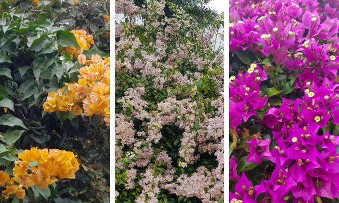 primavera bougainvillea coloridas