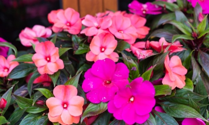 5 opções para canteiros de flores - Blog da Plantei