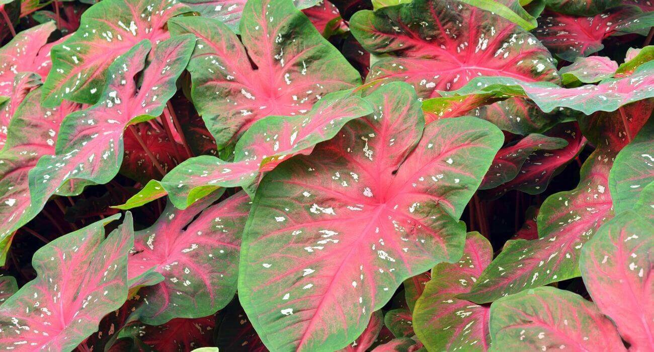 Tipos de caladium e como cultivá-las - Blog da Plantei