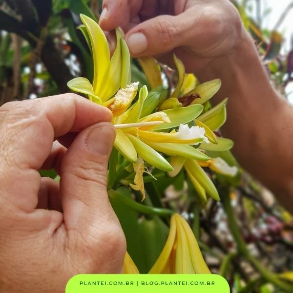 polinização da orquídea baunilha