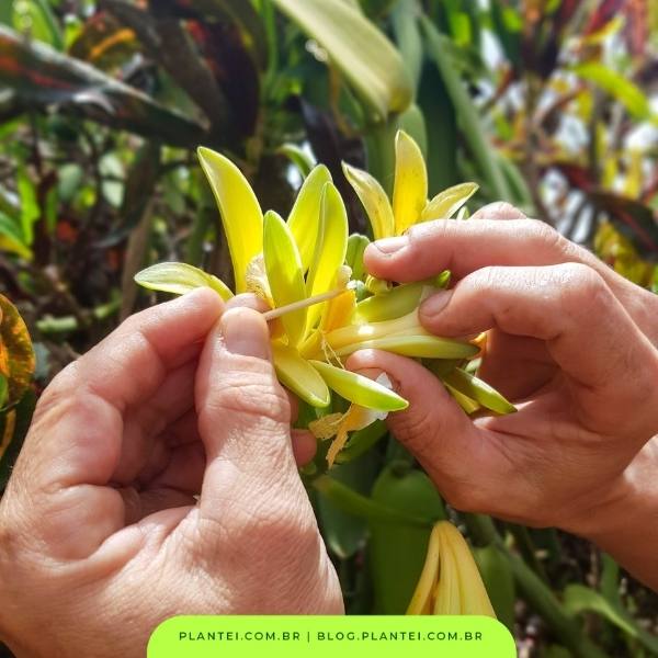 coleta para polinização da orquídea baunilha