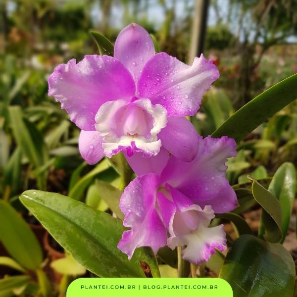 orquídeas - plantei garden center