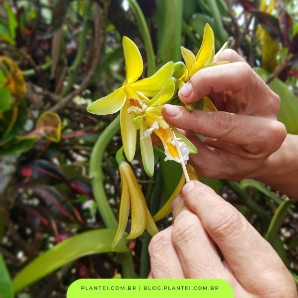 Orquídea Baunilha: como plantar, cultivar e polinizar - Blog da Plantei